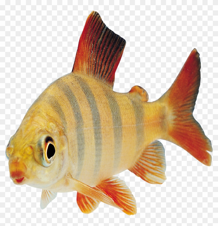 Fish Png Image - Fish Transparent #390492
