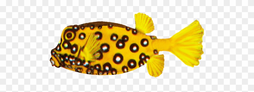 Cube Boxfish Drawing, Blackspotted Pufferfish - Spotted Fish On White Background #390494