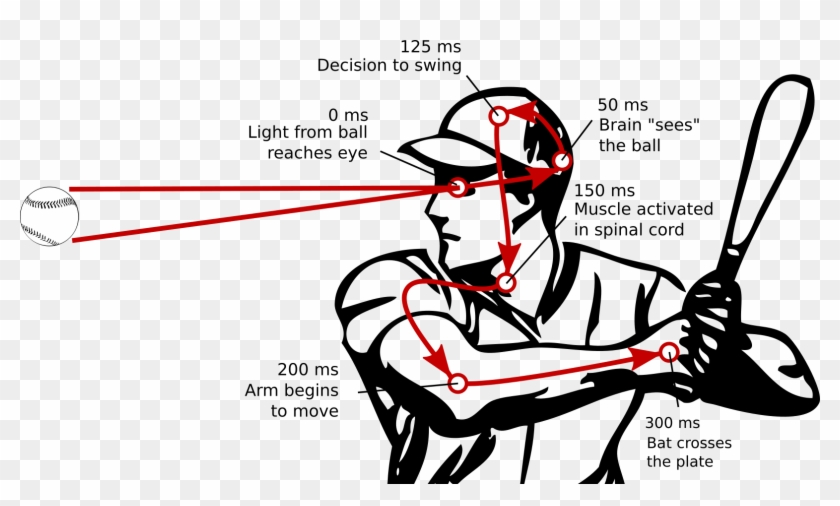 It Takes At Least 300 Ms For A Baseball Hitter To See - Reaction Time To Hit A Baseball #390541