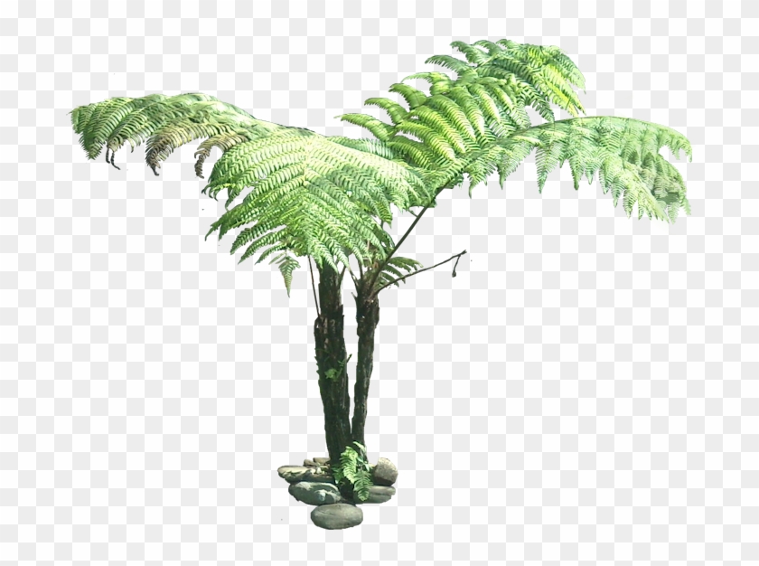 Bush Clipart Jungle Tree - Tree Fern Cut Out #390576