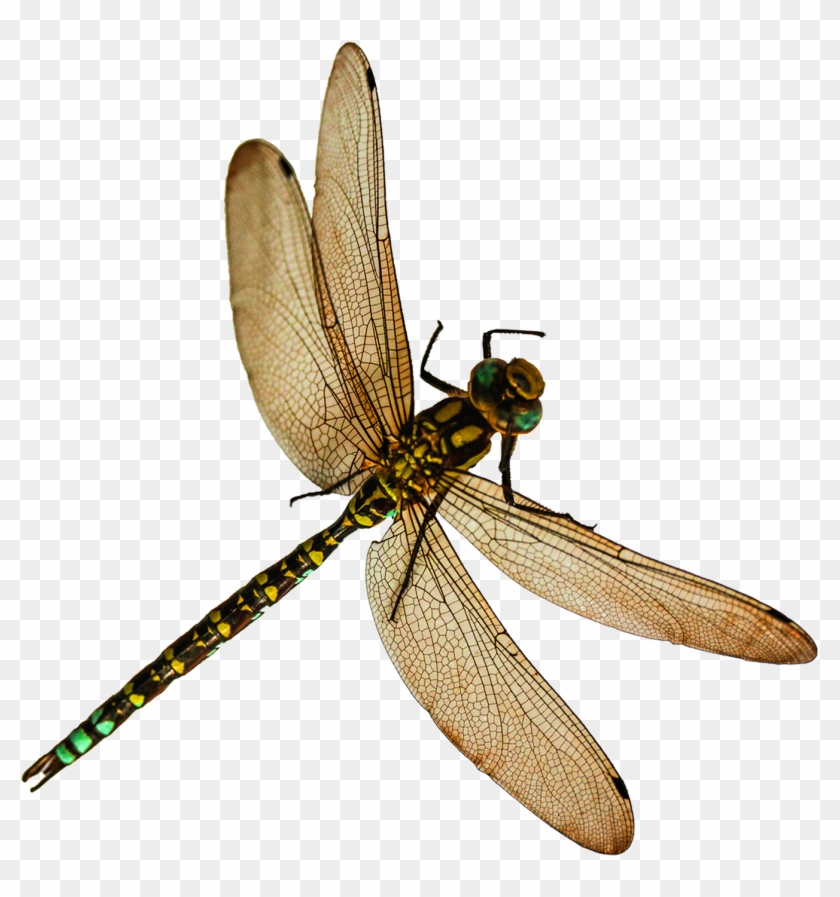 Dragonfly Png - Dragonfly Png #390658