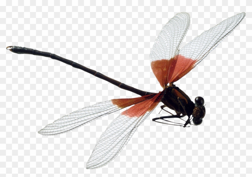 Dragonfly Png - Dragonfly Png #390669