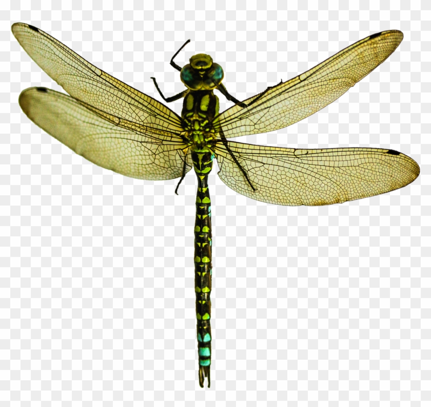 Dragonfly Png - Dragonfly Png #390716