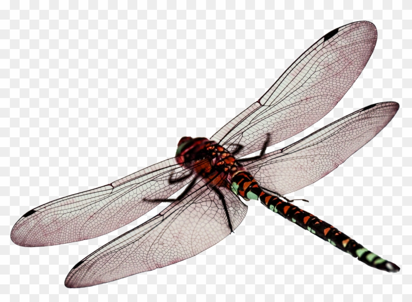 Dragonfly Png - Dragonfly Png #390751