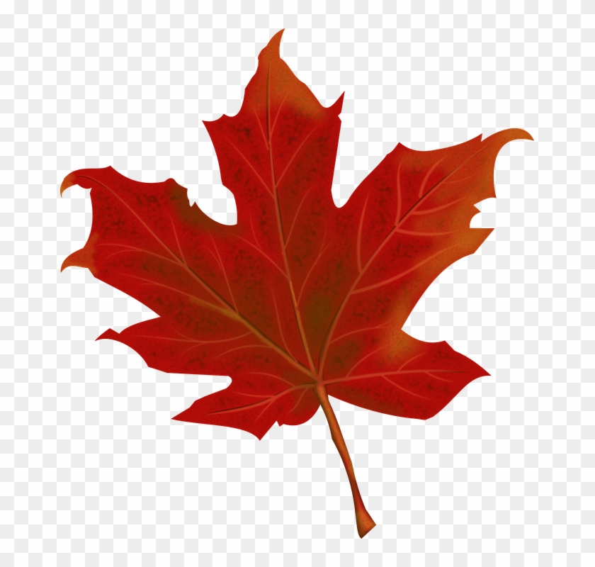 Pictures Of Maple Leaves 28, Buy Clip Art - Folha De Outono Png #390799