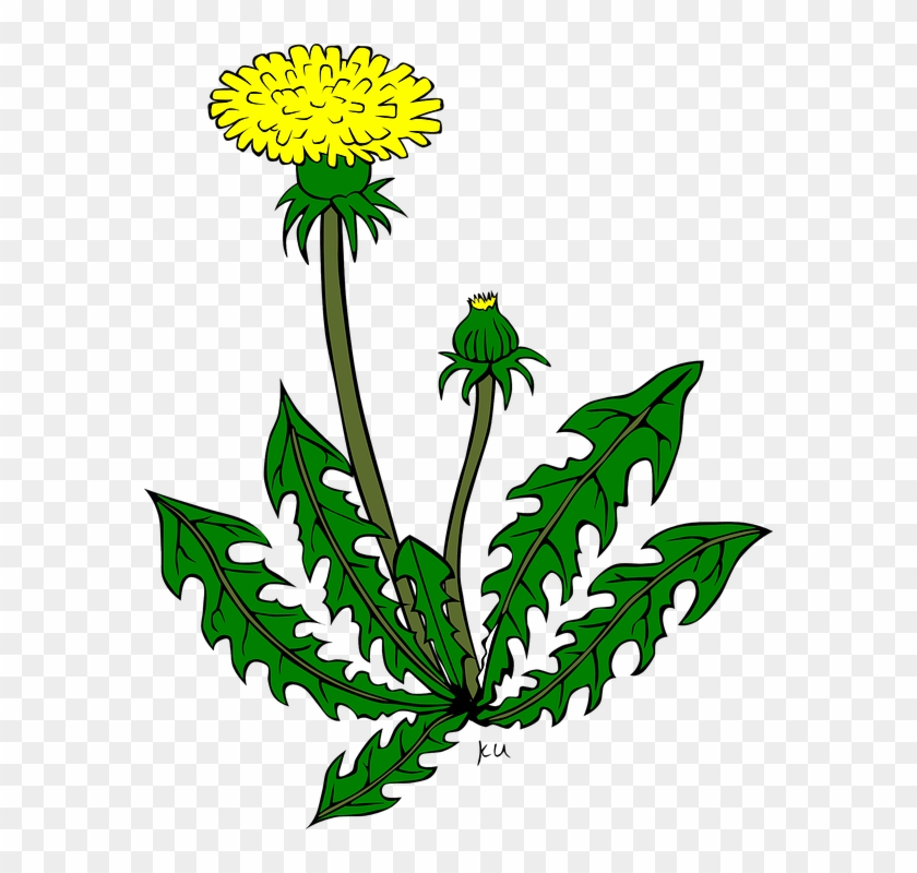 Löwenzahn, Blume, Gelb - Dandelion Clipart #391146