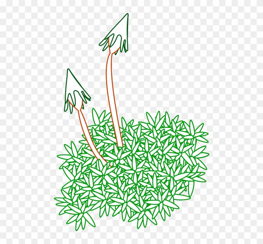 Free Moss - Moss Line Drawing #391151