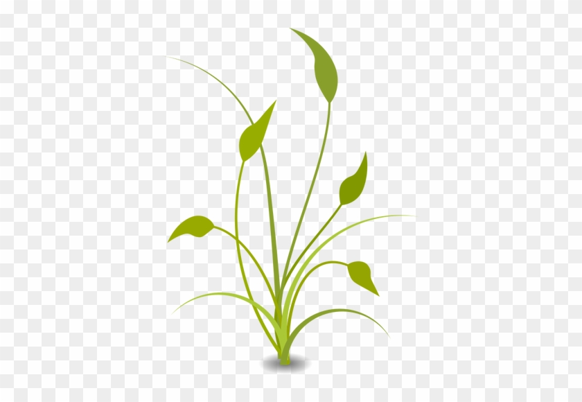 Green Plant With Leaves - Nature Png Clipart #391155
