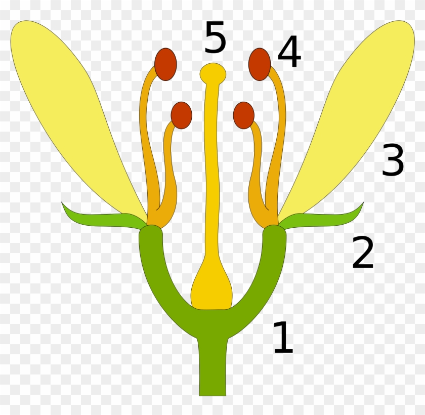 Blüte - Květina Popis #391161