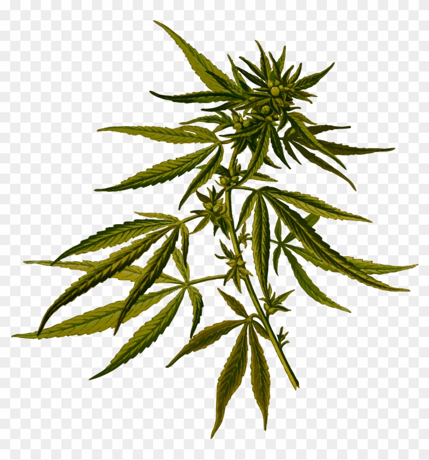 Big Image - Cannabis Plant Clip Art #391166