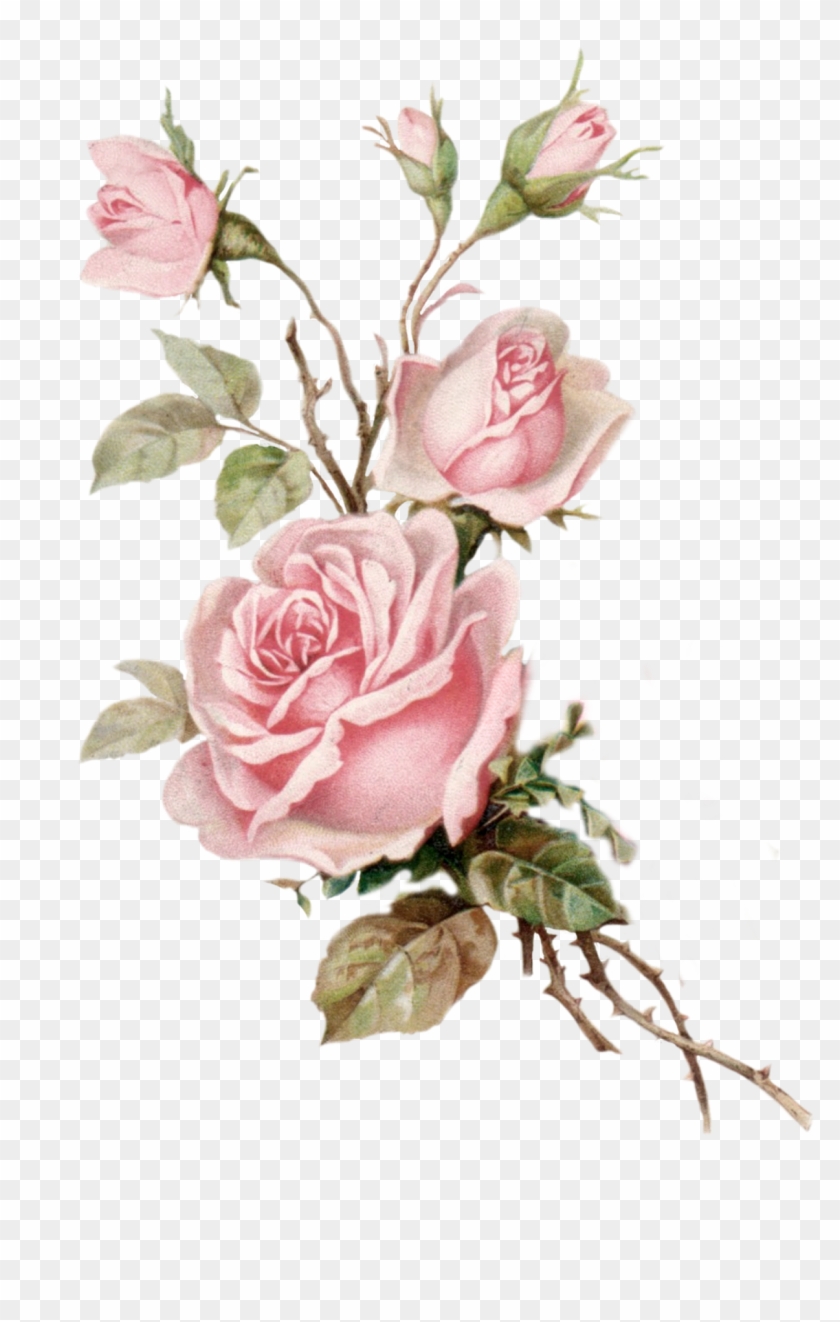 Vintage Pink Rose Png Cut Out From An Old Postcard - Vintage Pink Rose Png #391175