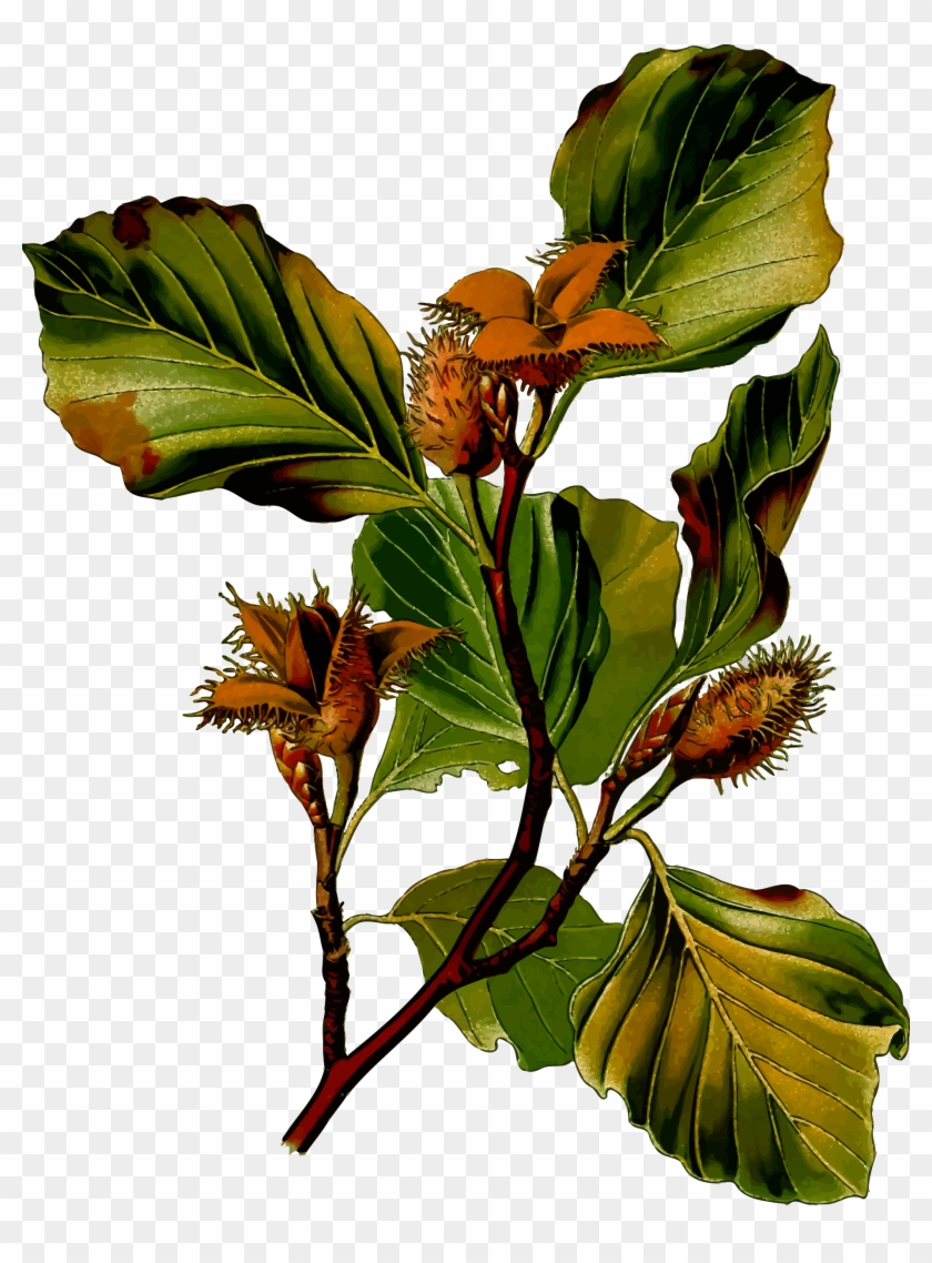 Big Image - Fagus Sylvatica Illustration #391177