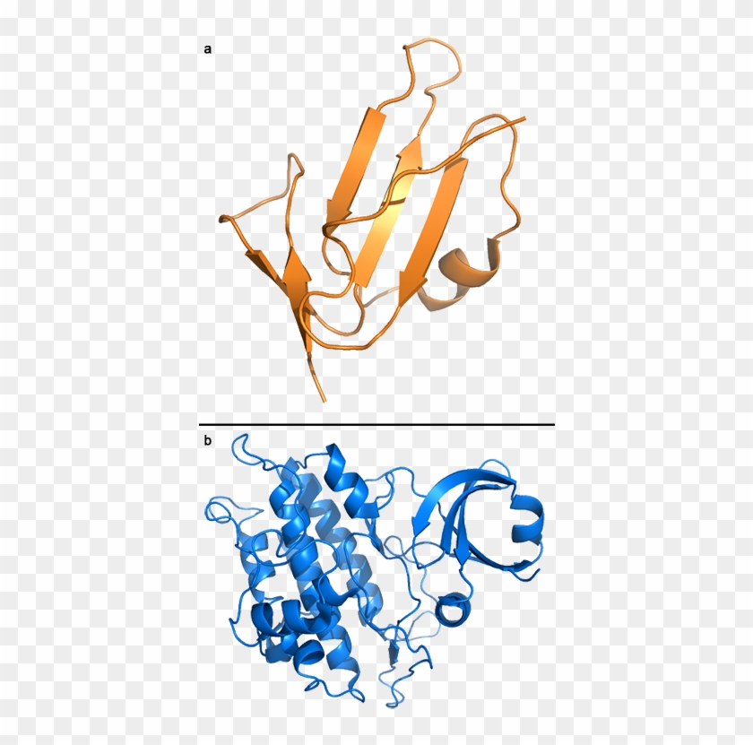 Structures Of Alk1 Ectodomain And Of The Kinase Domain - Structures Of Alk1 Ectodomain And Of The Kinase Domain #391400