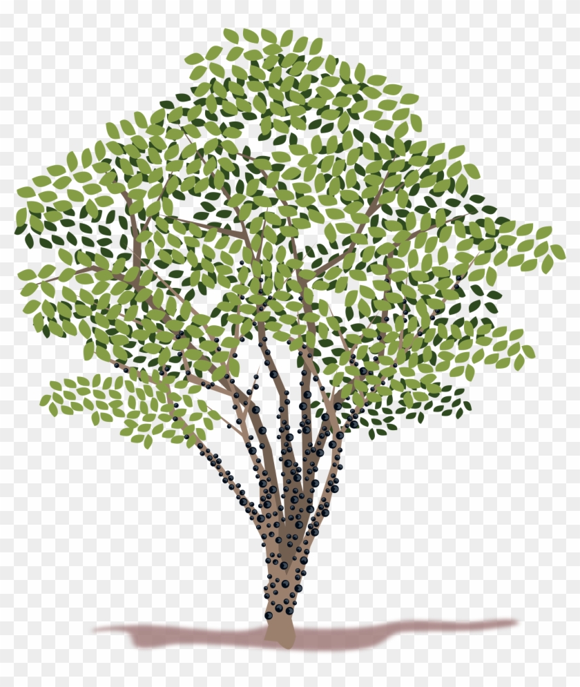 Free Photos > Public Domain Images > Spring Tree Vector - Jabuticabeira Clipart #391410