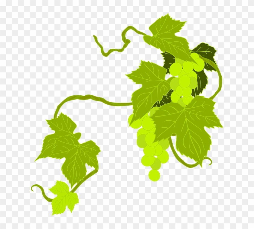 Grape Png 24, Buy Clip Art - Grape Leaf Clip Art #391468