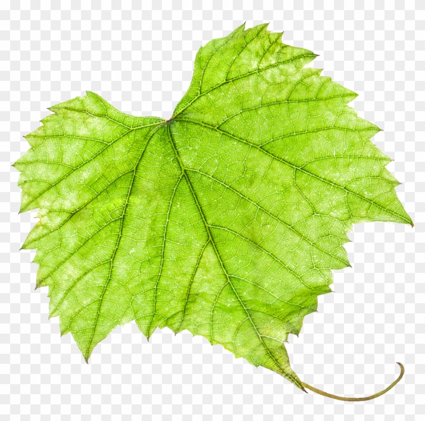 Grape Leaf Png #391684