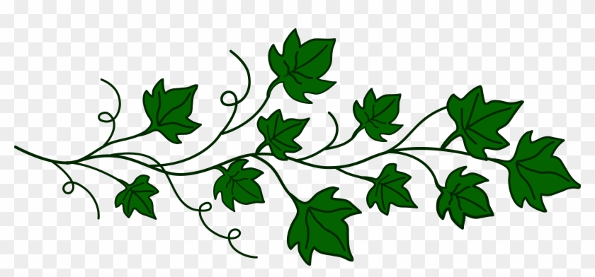 Free - Vines Clipart Png #391692