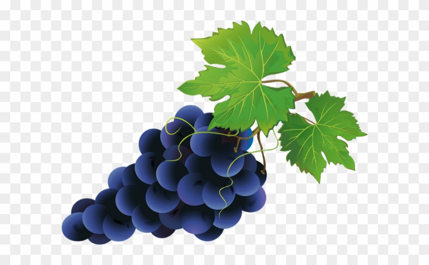 Grape Clipart Uva - Blaue Trauben Clipart #391694