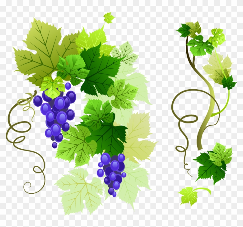 Common Grape Vine Grape Leaves Clip Art - Wine: Guide To Growing Grapes And Making Your Own Wine #391763