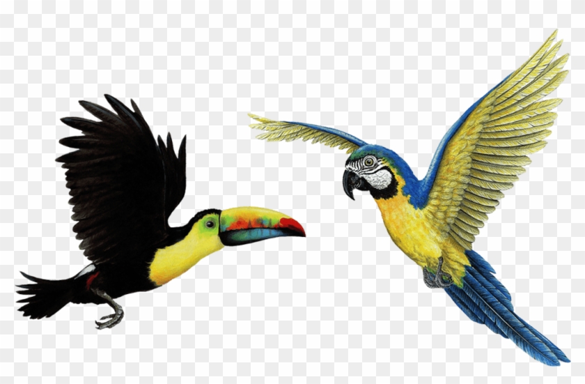 Tropical Birds Combo Pack Wall Decals Stickers - Toucan #391962