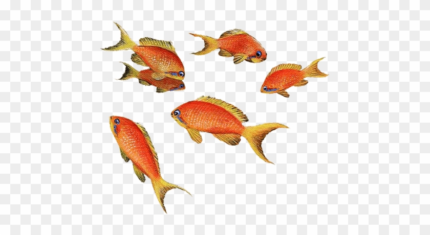 Goldfish Wall Sticker - Fish #391976