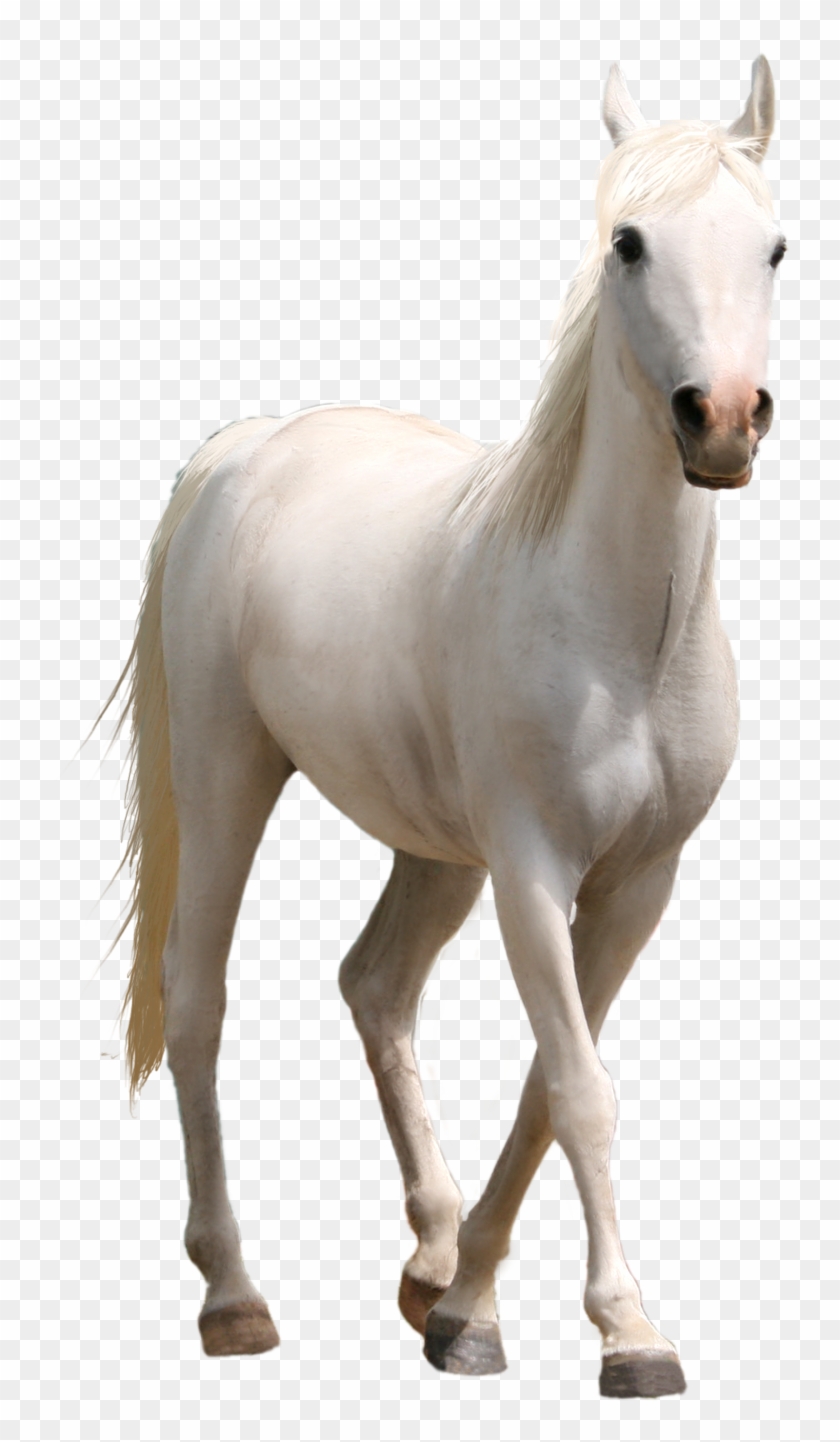 White Horse Images Png - White Horse Images Png #392146