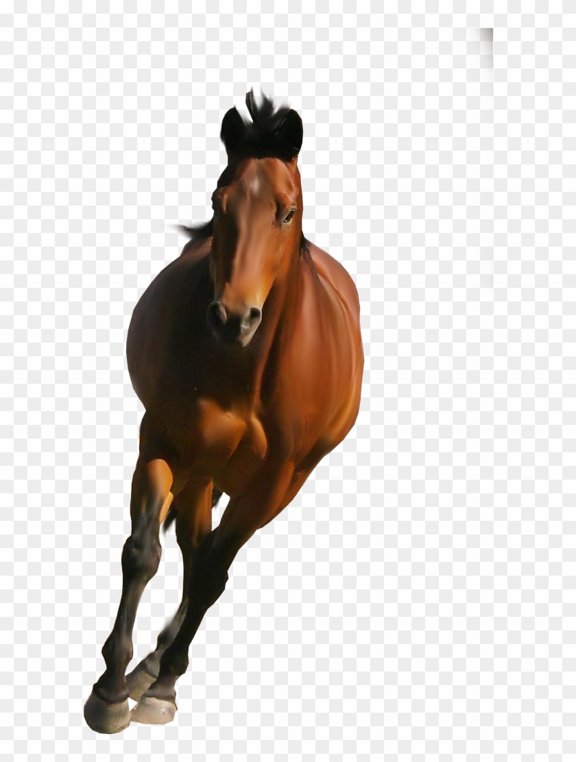 Horse Png Image - Horse Png Transparent Background #392149
