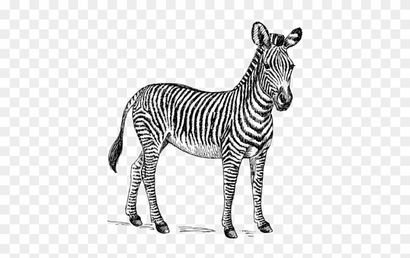 Free Zebra Clipart - Zebra Black And White Clipart #392236