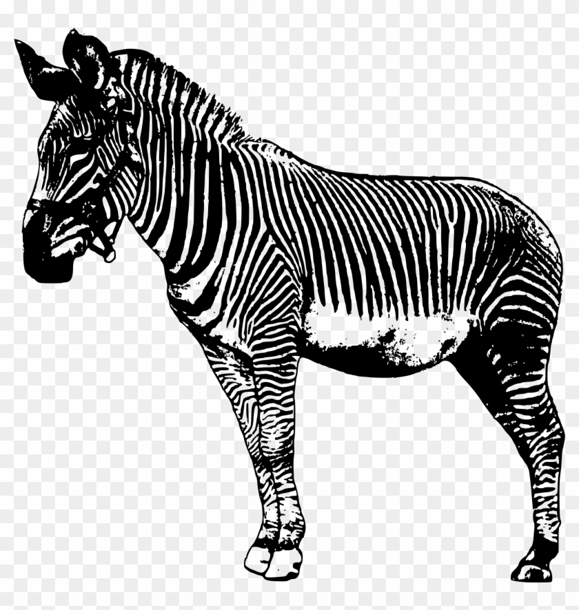 Free Zebra Clipart Clip Art Pictures Graphics Illustrations - Realsitc Zebra Cartoon Png #392244