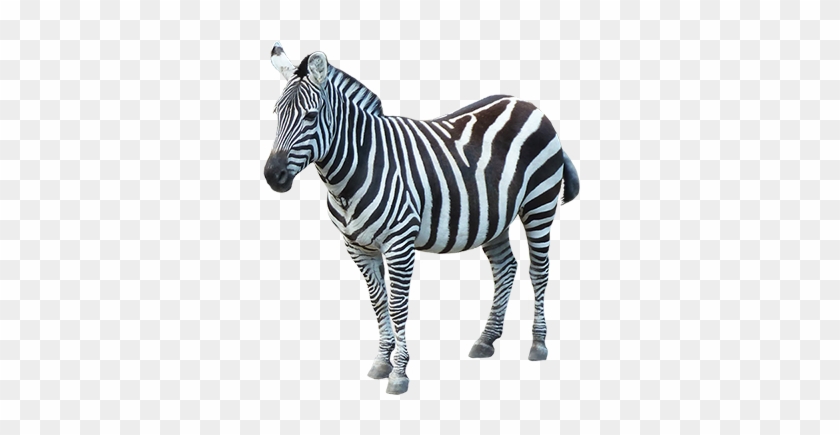 Sad Zebra Clipart - Spreading Animal Awareness Campaign Logo #392246