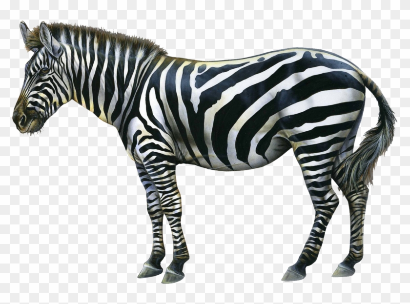 Happy Birthday Zebra #392297