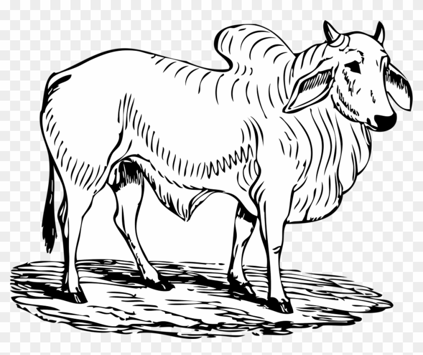 Free Zebra Clipart 27, Buy Clip Art - Bull In Black And White #392305