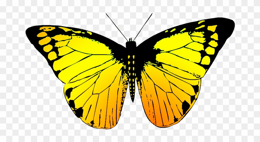 Drawn Butterfly Yellow Butterfly - Butterfly Wing Black And White #392794
