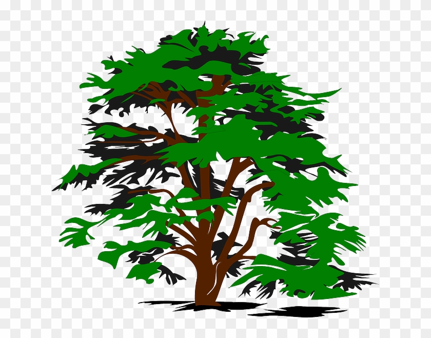 Plant Tree, Color, Green, Nature, Plant - Cedar Tree Clip Art #392806