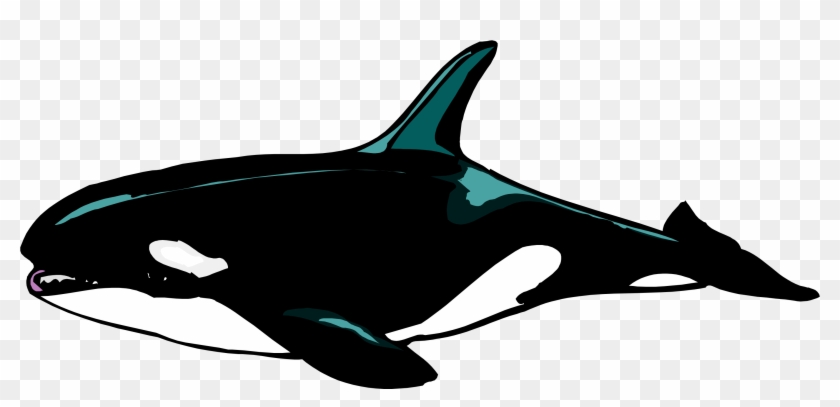 Download - - Orca Ausmalbild #392882