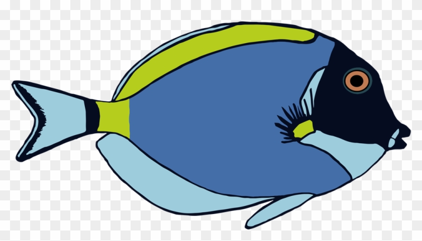 Powder Blue Tang - Powder Blue Tang #392918