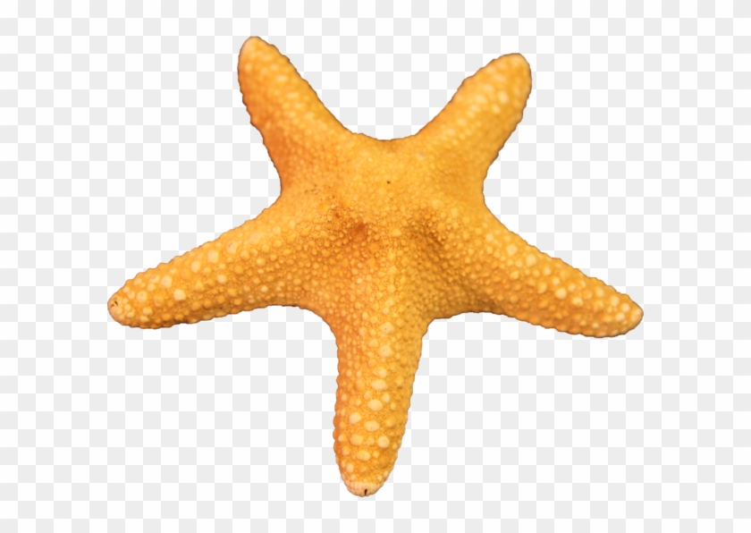Starfish - Starfish Transparent Png #393202