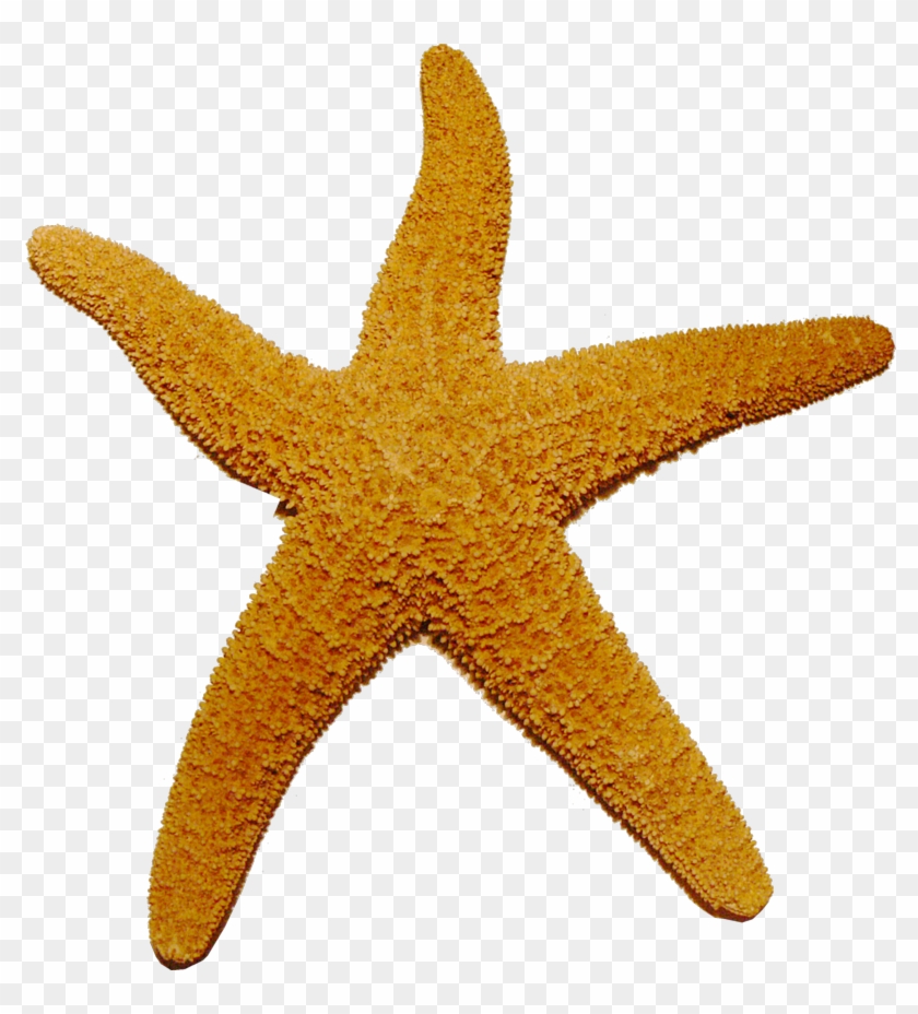 Starfish - Starfish Png #393209