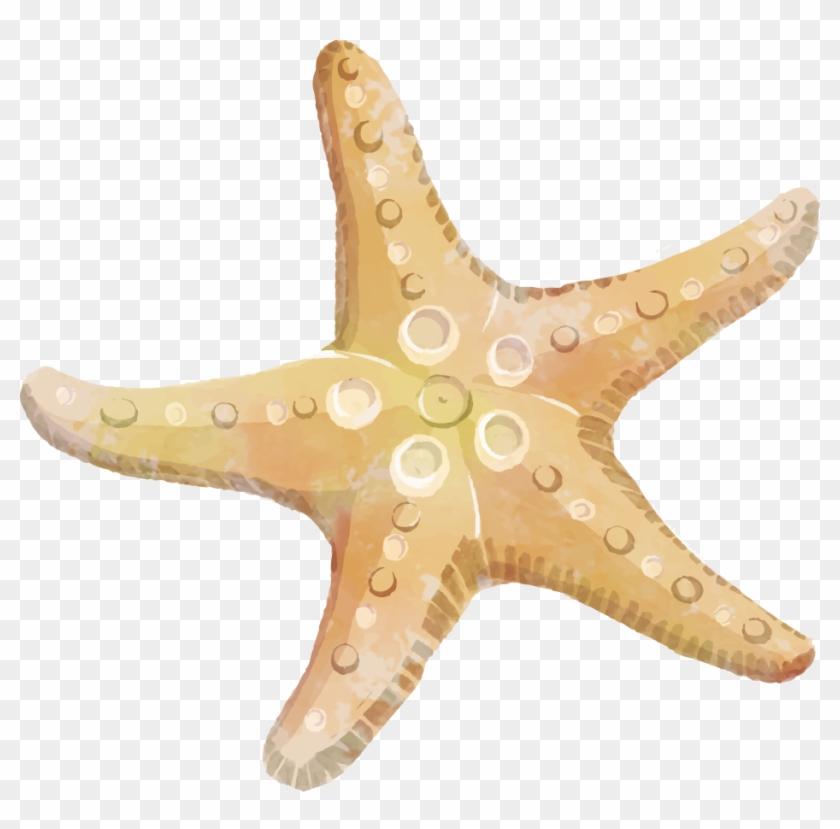 Starfish Png Transparent Free Images - Starfish Clipart #393213