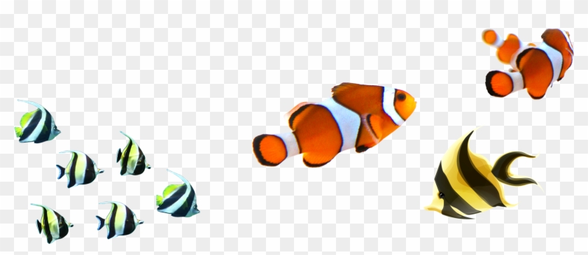 Angelfish Clownfish Clip Art - Poissons Tropicaux Png #393238