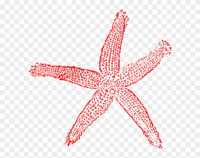 Estrella De Mar Vector #393312