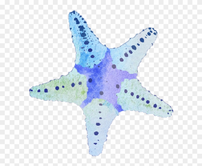 Starfish Png A Season Of Accountability - Domini Impact Investments Llc #393635