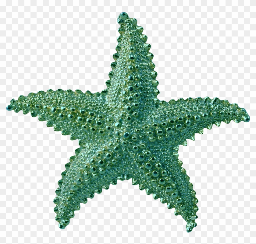 League Rules - Transparent Background Starfish Png #393643