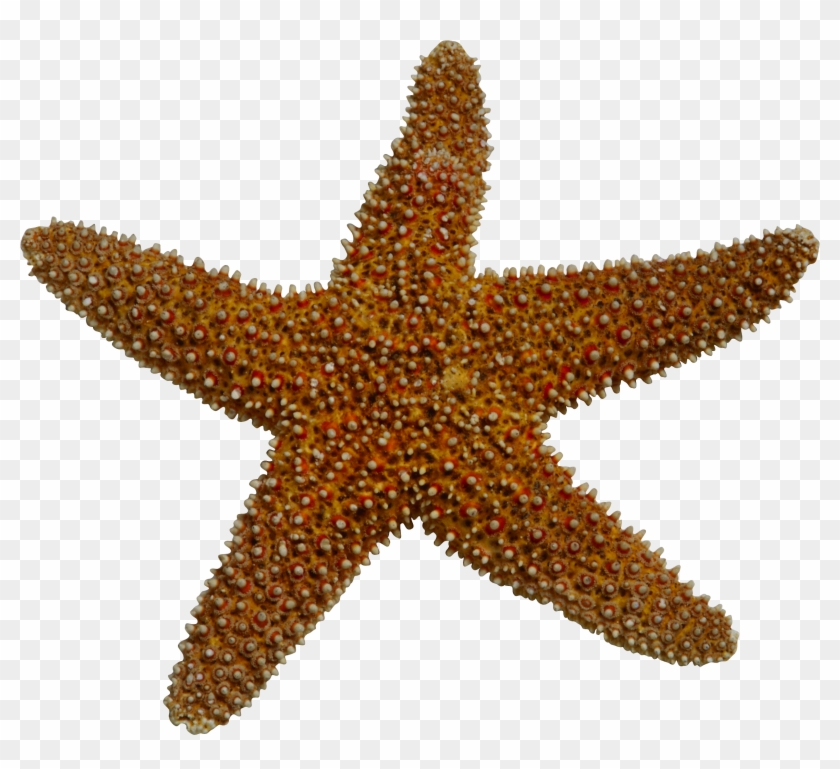 Starfish Sea Clip Art - Starfish #393683