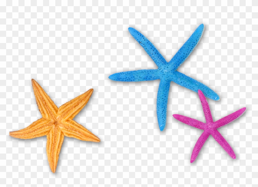 Starfish Color Blue - Starfish #393693