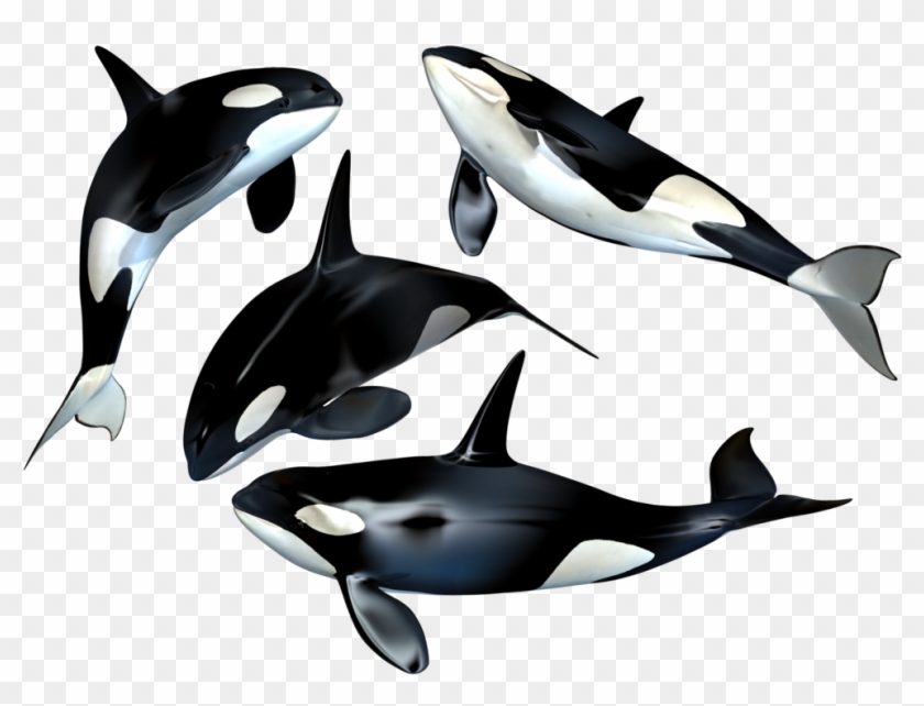 Whale Png - Whales Png #393728