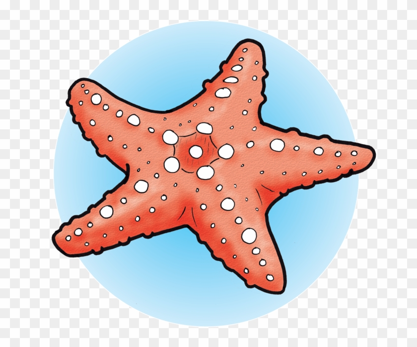Sea Star By Shavingsheep - Starfish #393739
