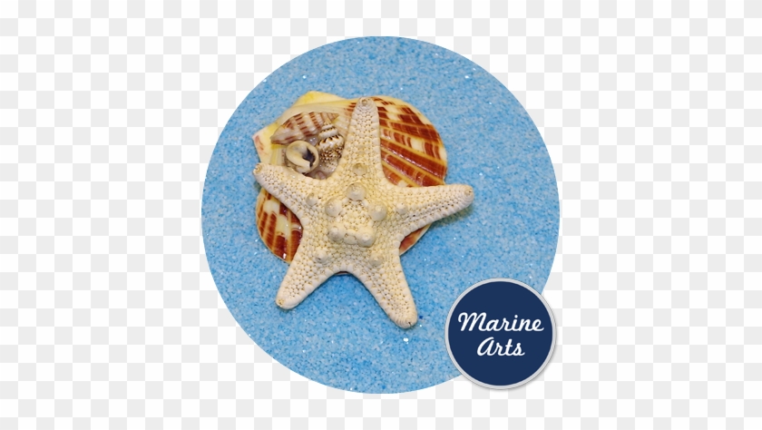 Fridge Magnet -starfish - Refrigerator Magnet #393797