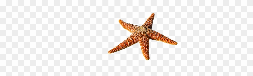 Starfish, Spur, Sea, Prickly - Beach #393812