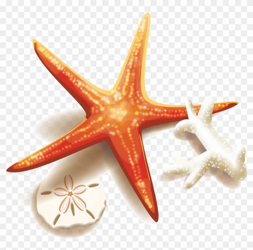 Stock Illustration Clip Art - Transparent Background Starfish Png #393891